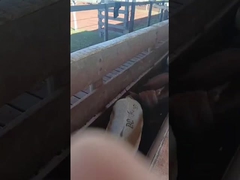 Elektronische oortags voor runderen