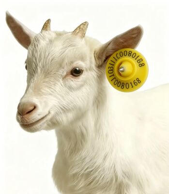 ICAR-gecertificeerd RFID-oormerk met TPU-materiaal en 134,2 kHz frequentie voor schapen- en geitenbeheer