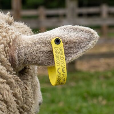 Waterdicht RFID-elektronisch oortekensysteem voor diervolgers Oortekensysteem voor schapen